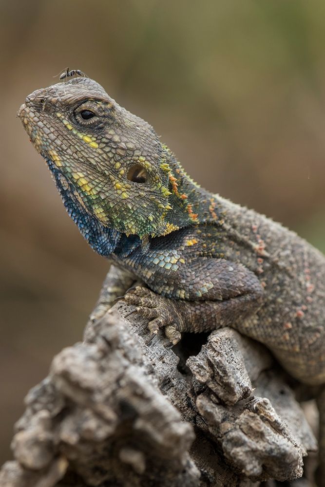 Tanzania-Ngorongoro Conservation Area-Ndutu Plains-Small ant walks across head of Agama Lizard